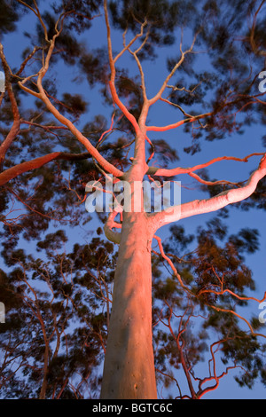 Reife Zitronen duftenden Gum Bäumen Eucalyptus Citriodora in Kings Park Perth Western Australia, Australien Stockfoto