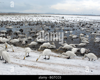 Martin bloße Wildfowl und Feuchtgebiete Vertrauen Reserve, im winterlichen Bedingungen Lancashire, UK, Winter 2009 Stockfoto