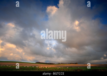 Schafe weiden auf landwirtschaftlichen Flächen unter einem großen Norfolk-Himmel. Stockfoto