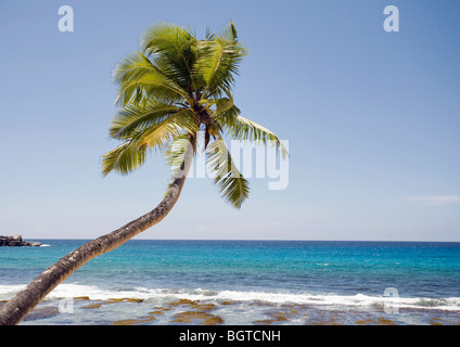 Kokospalme (Cocos Nucifera) wachsen neben Riff, Seychellen Stockfoto