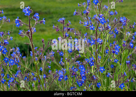 Große blaue Alkanet (Ochsenzungen Azurea) Stockfoto