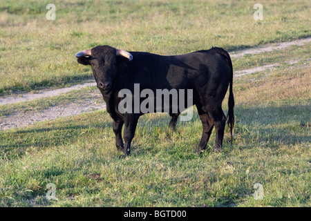 Fighting Bull Region Alentejo Portugal Stockfoto