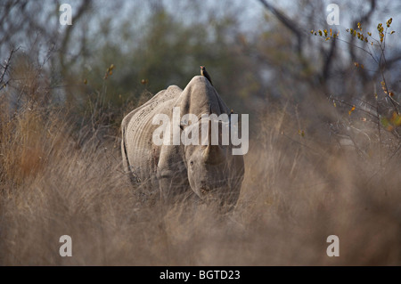 Spitzmaulnashorn (Diceros Bicornis) Gras, Kruger National Park, Mpumalanga, Südafrika Stockfoto