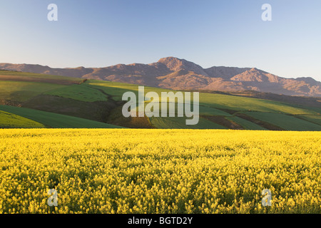 Raps-Feld in Caledon, Western Cape, Südafrika Stockfoto