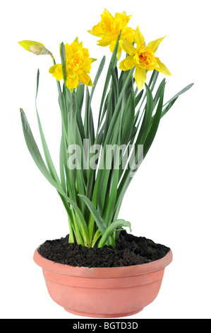 Reihe von gelben Narzissen im Topf isoliert auf weißem Hintergrund. Stockfoto