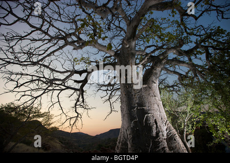 Flutlicht Baobab-Baum neben Epupa Wasserfälle, Kunene Fluss, Kaokoland, Namibia Stockfoto