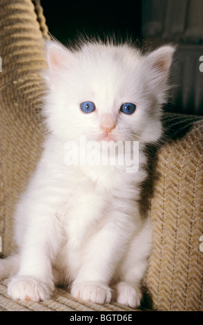 Hauskatze - Kätzchen - sitzen Stockfoto