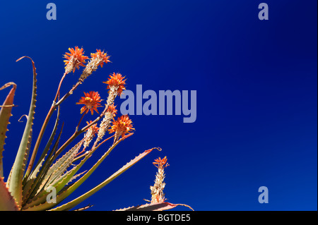 Aloe-Pflanze vor einem tiefblauen Himmel, Didima Camp, Drakensberg Ukhahlamba Nationalpark, Kwazulu-Natal, Südafrika Stockfoto