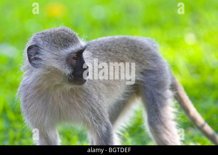 Vervet Affe (Chlorocebus Pygerythrus), Krüger Nationalpark, Südafrika Stockfoto