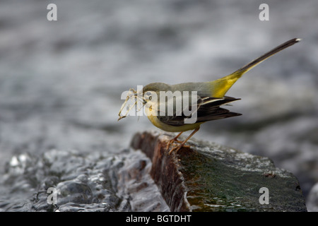 Graue Bachstelze (Motacilla Cinerea), Weibchen mit Nistmaterial im Schnabel, auf Stein im Fluss Stockfoto