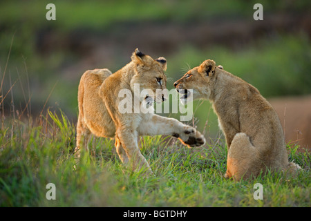 Zwei Löwenbabys (Panthera Leo) spielen, Timbavati Game Reserve, Mpumalanga, Südafrika Stockfoto