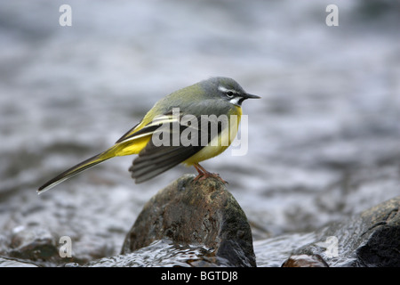 Graue Bachstelze (Motacilla Cinerea), männliche Vogel aus Stein im Fluss anzeigen Stockfoto