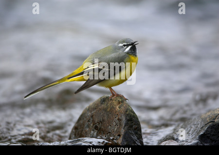 Graue Bachstelze (Motacilla Cinerea), männliche Vogel singen Stockfoto