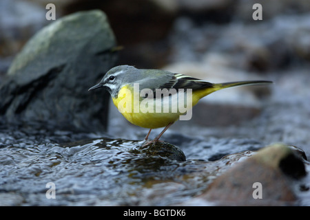 Graue Bachstelze (Motacilla Cinerea), Männchen, thront auf Stein im Fluss, Deutschland Stockfoto