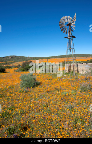 Fernblick über Windmühle und Reservoirs im Bereich von Gänseblümchen, Namaqua-Nationalpark, Northern Cape, Südafrika Stockfoto