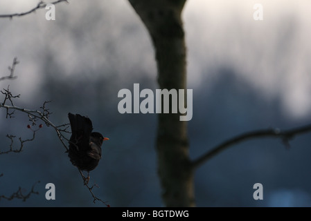 Amsel Stockfoto