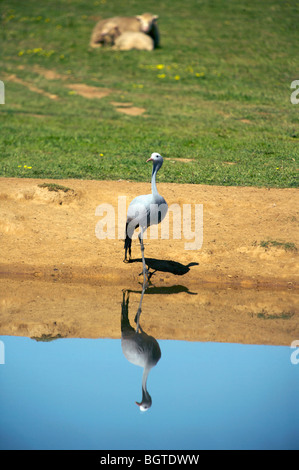 Blue Crane (Anthropoides Paradiseus), mit Reflexion im Wasserloch, Overberg, Western Cape, Südafrika Stockfoto