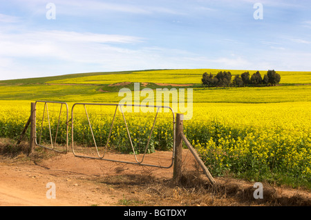 Blick auf Raps (Raps) Felder und Hof, Overberg Region Western Cape, Südafrika Stockfoto