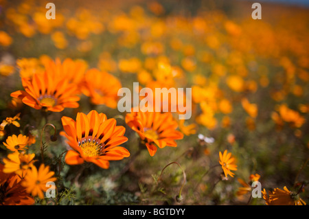 Nahaufnahme der Gazanias wächst in der Wildnis, Namaqualand, Northern Cape, Südafrika Stockfoto
