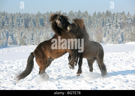 zwei Islandpferde - Kämpfe im Schnee Stockfoto