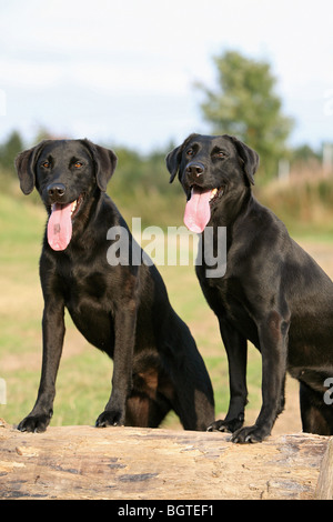 zwei Labrador Retriever Hunde - stehend Stockfoto