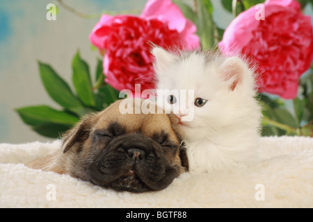 tierische Freundschaft: Französische Bulldogge - Welpe mit Kätzchen Stockfoto