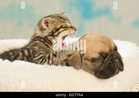 tierische Freundschaft: Französische Bulldogge - Welpen und Kätzchen Stockfoto