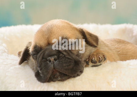 Französische Bulldogge - Welpen - schlafen Stockfoto