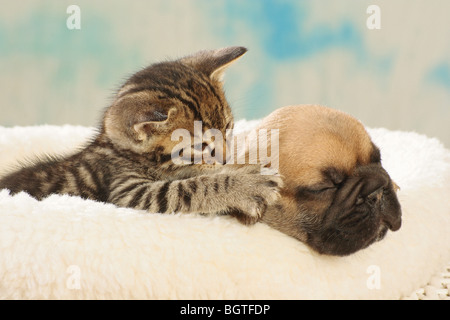 tierische Freundschaft: Französische Bulldogge - Welpen und Kätzchen Stockfoto