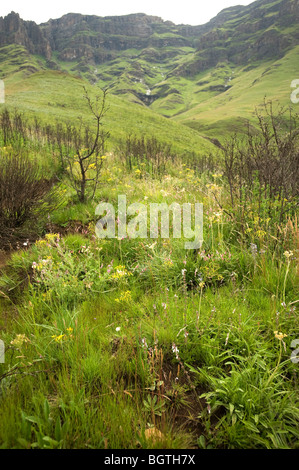 Der Sani Pass, die aus Südafrika, Lesotho, durch die Drakensburg Berge geht. Südafrika - Lesotho Stockfoto