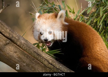 Kleiner Panda, roter Panda (Ailurus fulgens), der sich auf Bambus ernährt Stockfoto