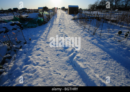 Kleingärten im Winter schneebedeckt in Heacham, Norfolk. Stockfoto