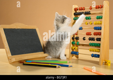 Hauskatze - Kätzchen spielen mit einem Counting Rahmen Stockfoto