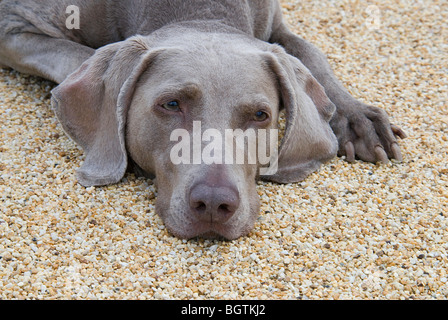 Weimaraner Hunde - liegend - Porträt Stockfoto