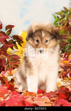 Sheltie, Shetland Schaf Hund. Welpe sitzt im Blattstreu Stockfoto