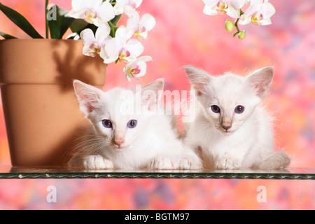 Balinesen und siamesische Katze - Kätzchen liegend Stockfoto