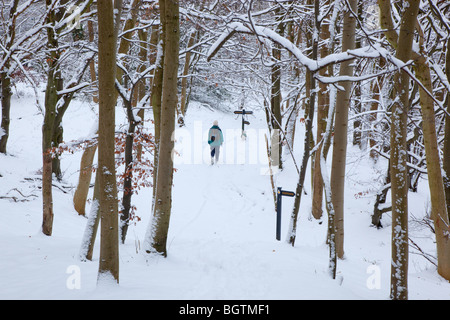 Buchenholz auf der Ridgeway Path Hertfordshire im Schnee Stockfoto