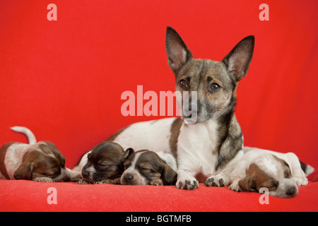 Jack Russell Terrier Hund und Welpen Stockfoto