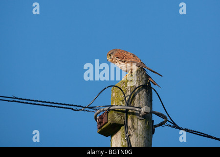 Turmfalken Falco Tinnunculus auf Elektromasten gegen einen blauen Winterhimmel Stockfoto