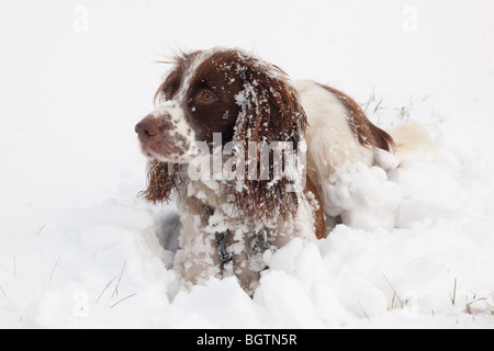English Springer Spaniel im Schnee Stockfoto