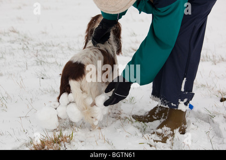 Englisch Springer Spaniel mit kumulierten Schneebälle auf Fell Stockfoto