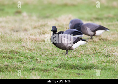 Brent Goose (dunkel-bellied) Branta Bernicla Erwachsene grasen auf der Weide Stockfoto