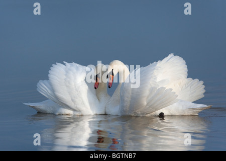 Höckerschwan Cygnus Olor Männer anzeigen Stockfoto