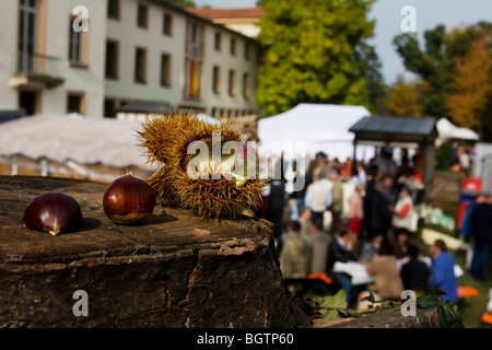 Cracked Kastanien auf einer Kampferlorbeer durch ein Volksfest in der Pfalz, ein Weinanbaugebiet in Süddeutschland Stockfoto