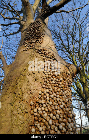 Gemeinsamer Garten Schnecken, Helix Aspersa, große Gruppe, die im Ruhezustand auf Platane, Norfolk Uk Dezember Stockfoto