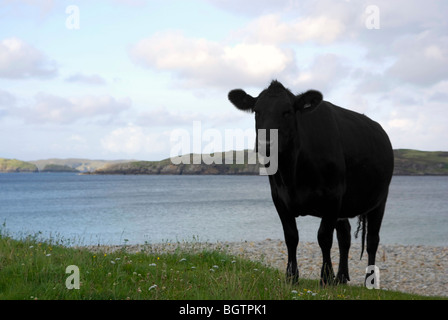 Eine schwarze Kuh stehend an der Küste bei Talmine, im äußersten Norden von Schottland. Stockfoto