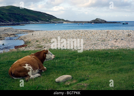 Eine Kuh, die von der Küste bei Talmine, im hohen Norden Schottlands entspannend Stockfoto