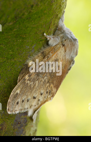 Hummer-Motte (Stauropus Fagi). Powys, Wales. Stockfoto
