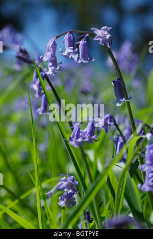 Glockenblumen (Hyacinthoides non-Scripta) blüht im Wald. Powys, Wales, UK. Stockfoto