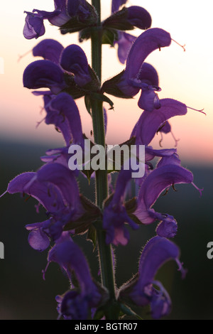 Wiesen-Salbei (Salvia Pratensis) Blüte bei Sonnenuntergang. Auf dem Causse de Gramat, viel Region, Frankreich. Stockfoto